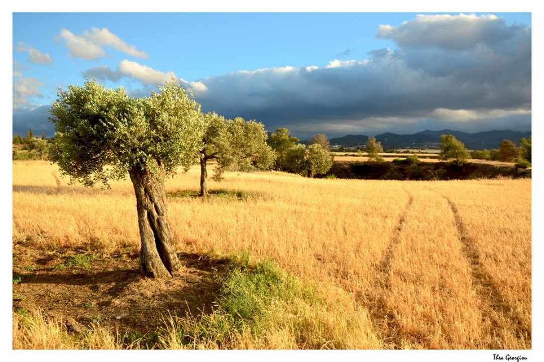 Μαλούντα 
