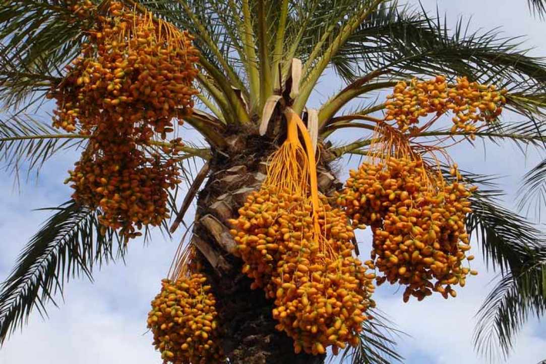 Χουρμάδες: Το αρχαίο superfood ή αλλιώς οι Καραμέλες της φύσης!