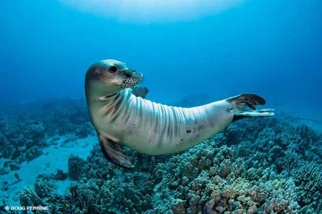 Seal in Cyprus?
