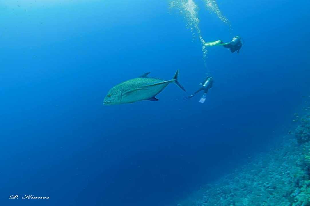 PADI Women's Dive Day 2017