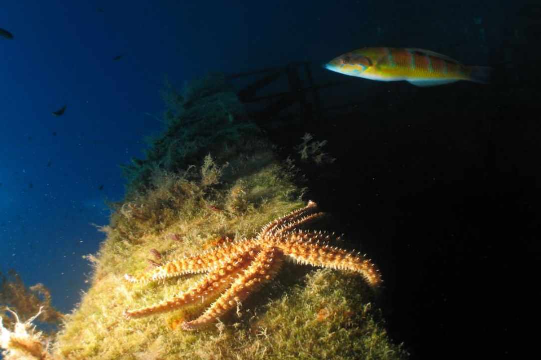 Night Dive