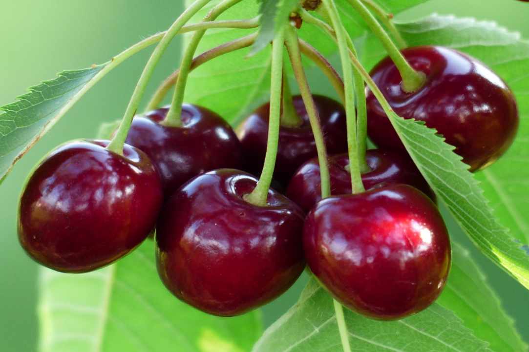 39th Cherry Fest!