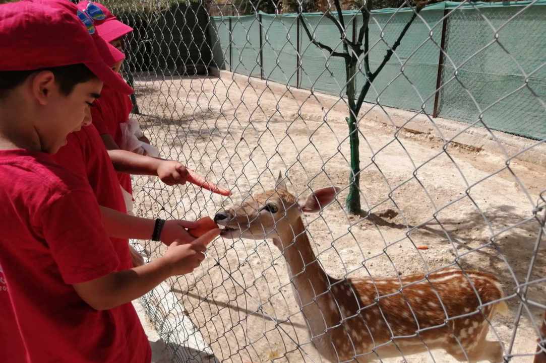 Apesia Hills Donkey Riding Park gallery image 4