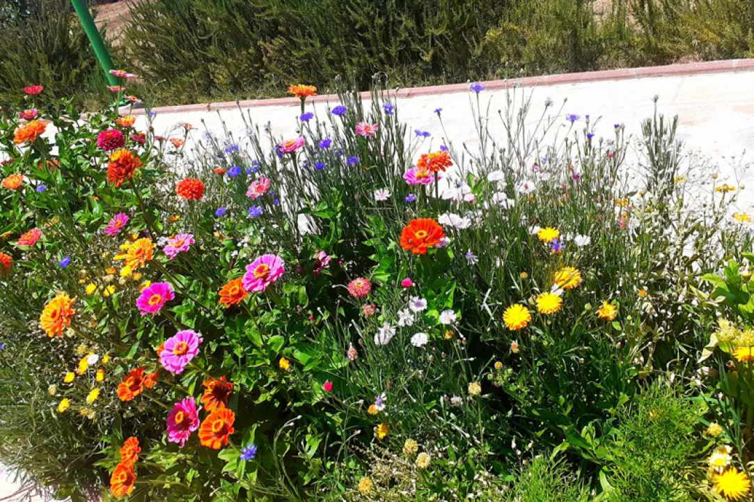 Antelia Bee Park