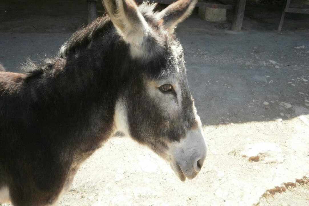 Apesia Hills Donkey Riding Park