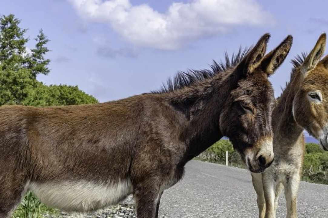 Apesia Hills Donkey Riding Park gallery image 3