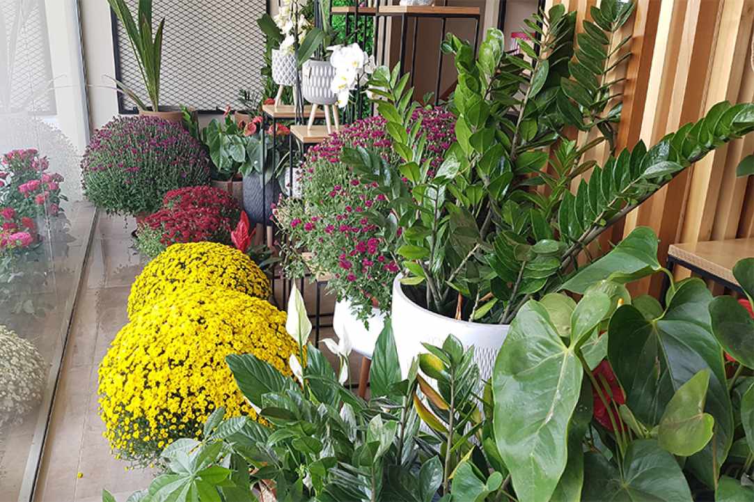 Arocaria Flower Shop