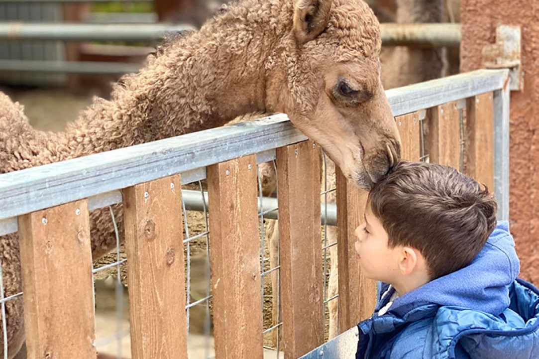 Camel Park Mazotos gallery image 2
