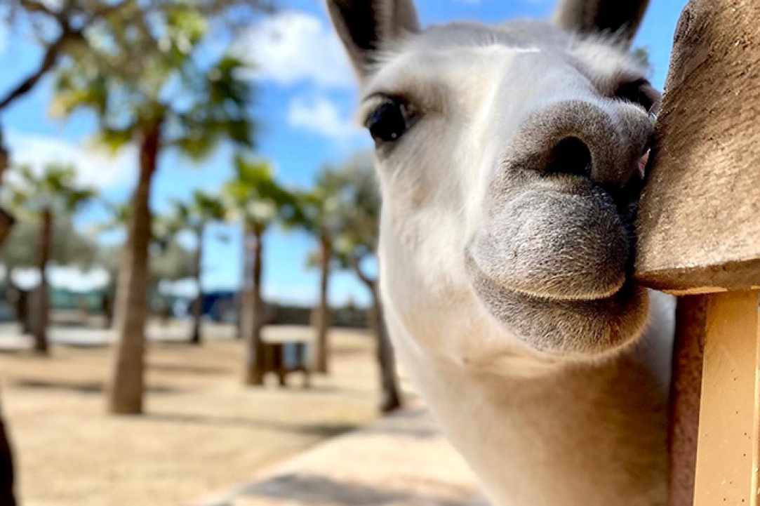 Camel Park Mazotos gallery image 3