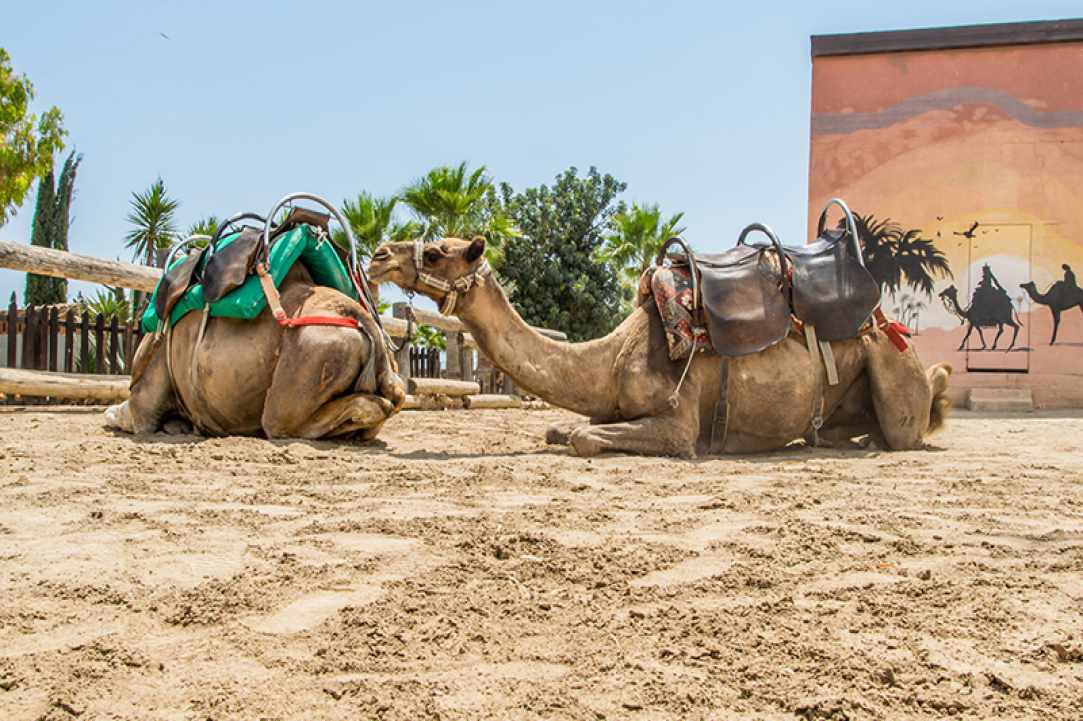 Camel Park Mazotos