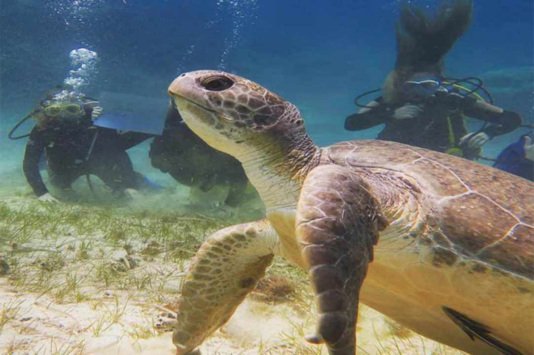Cyprus Diving Centre