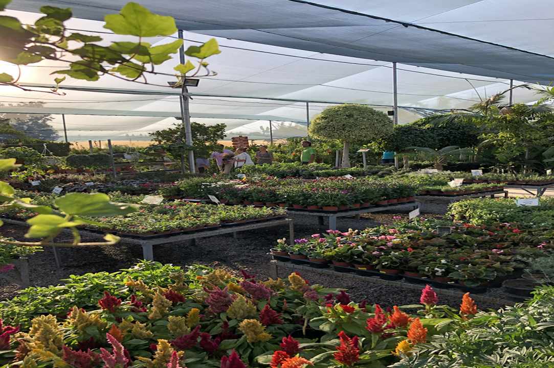 Q Gardens