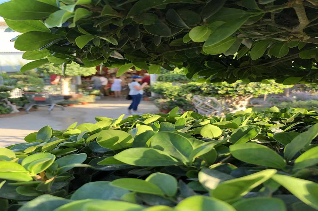 Q Gardens
