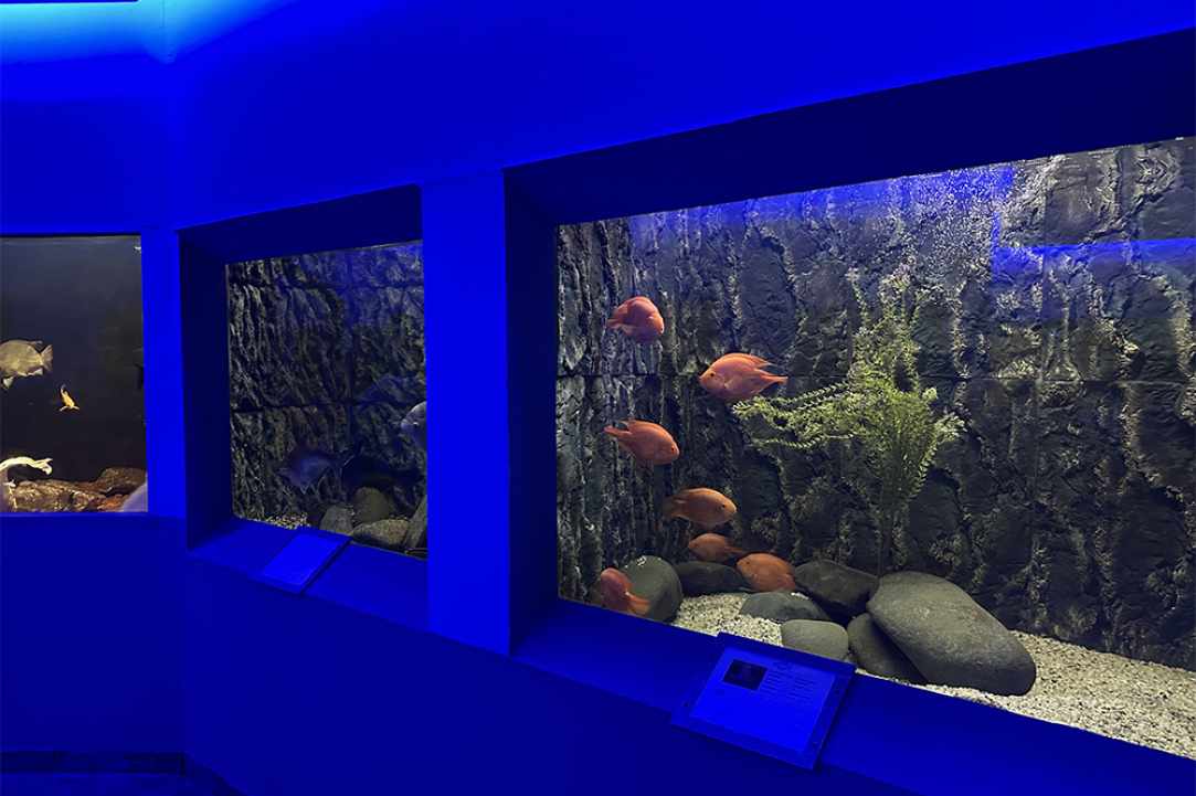 Ocean Aquarium gallery image 3