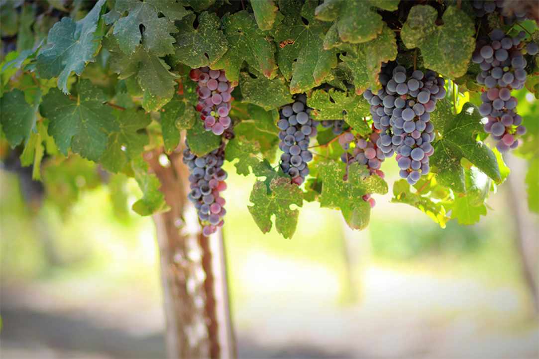 Makkas Winery