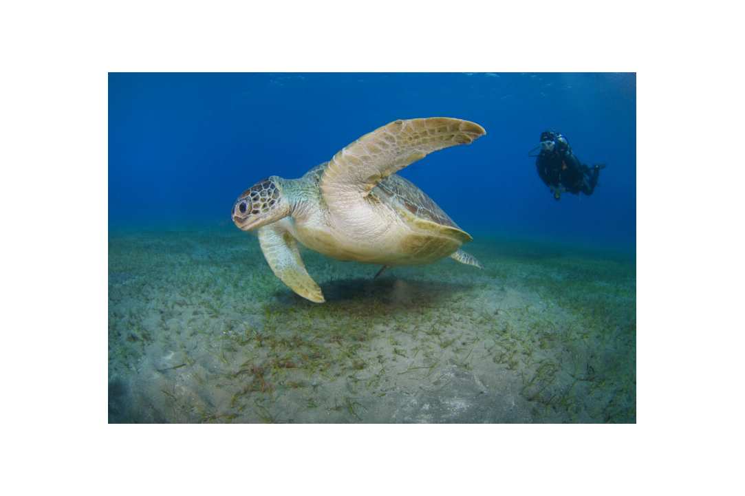 Nautilus Scuba Diving Centre
