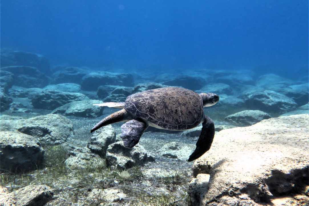 Ocean Aquarium gallery image 1