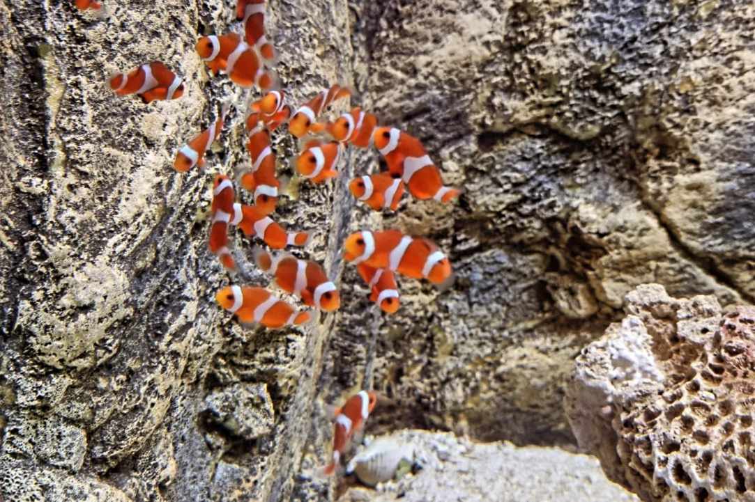Ocean Aquarium gallery image 5