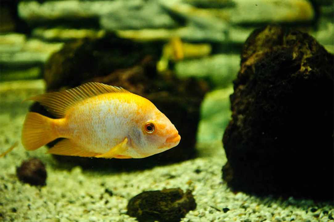 Ocean Aquarium