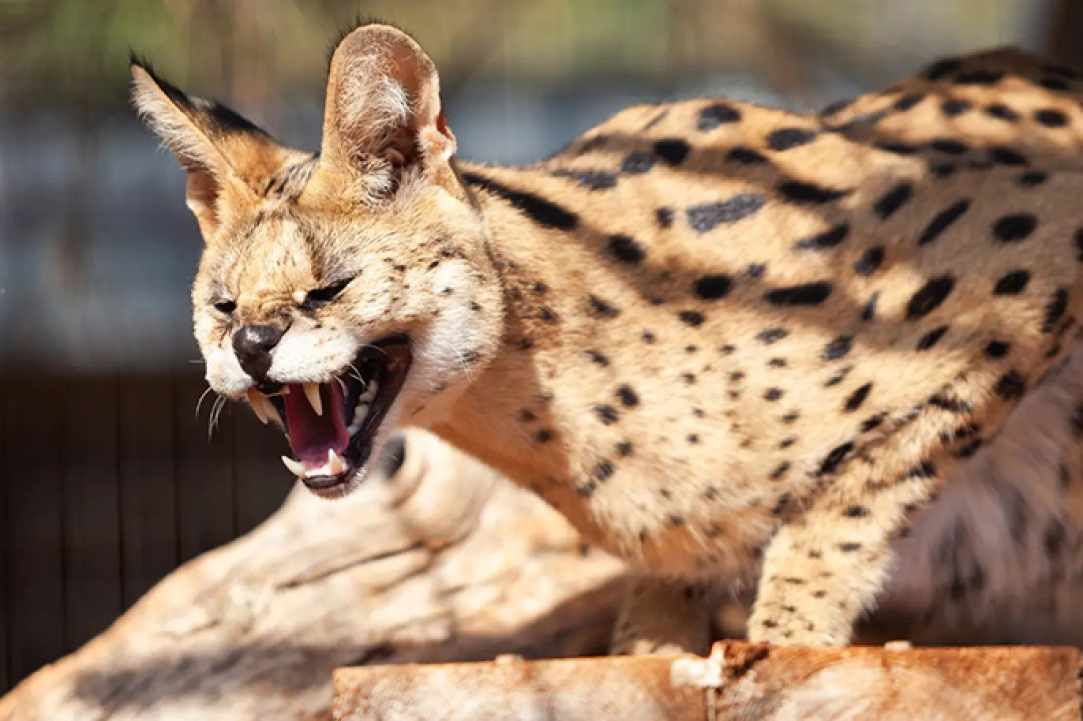 Pafos Zoo