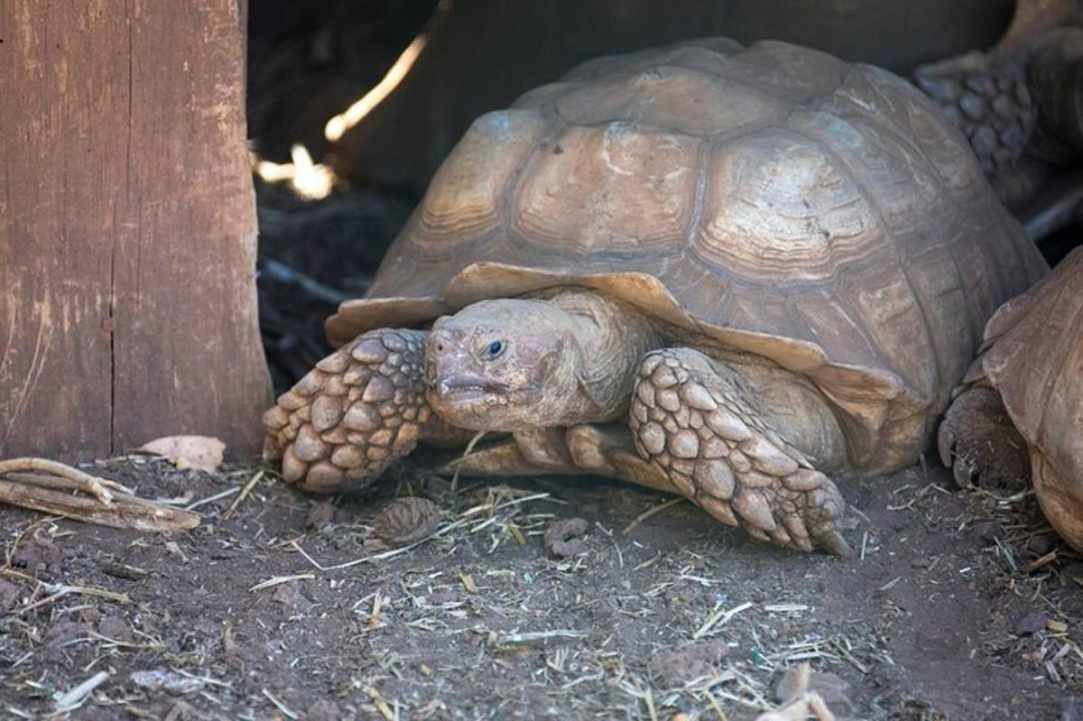Pafos Zoo