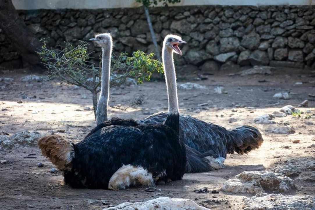 Pafos Zoo