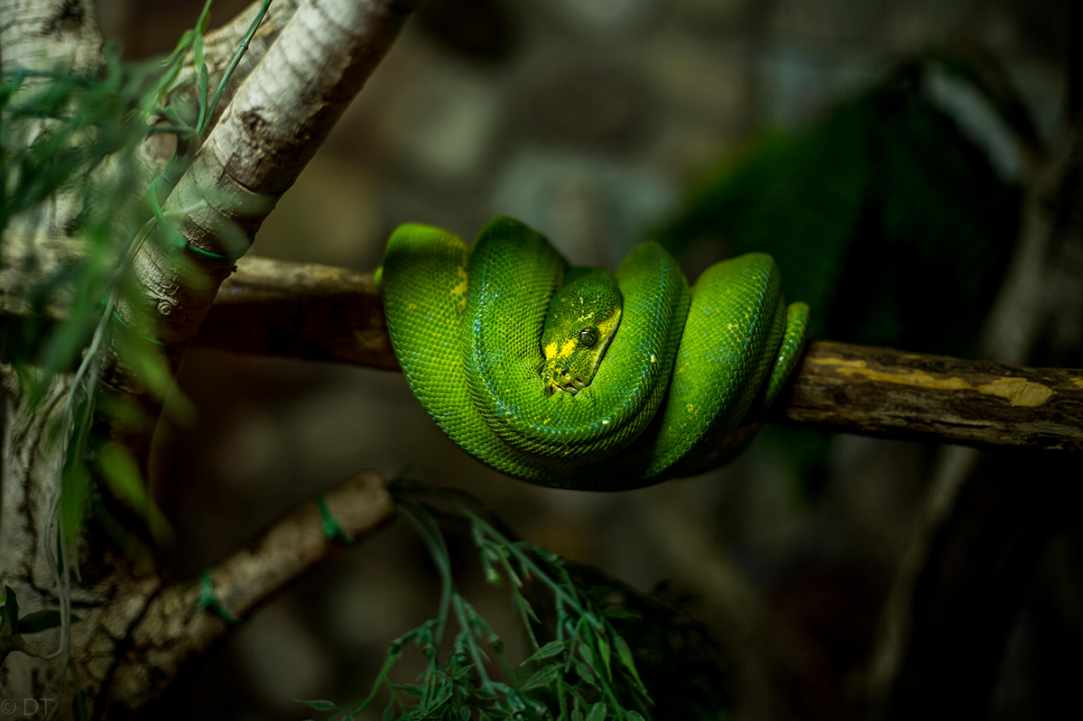 Pafos Zoo