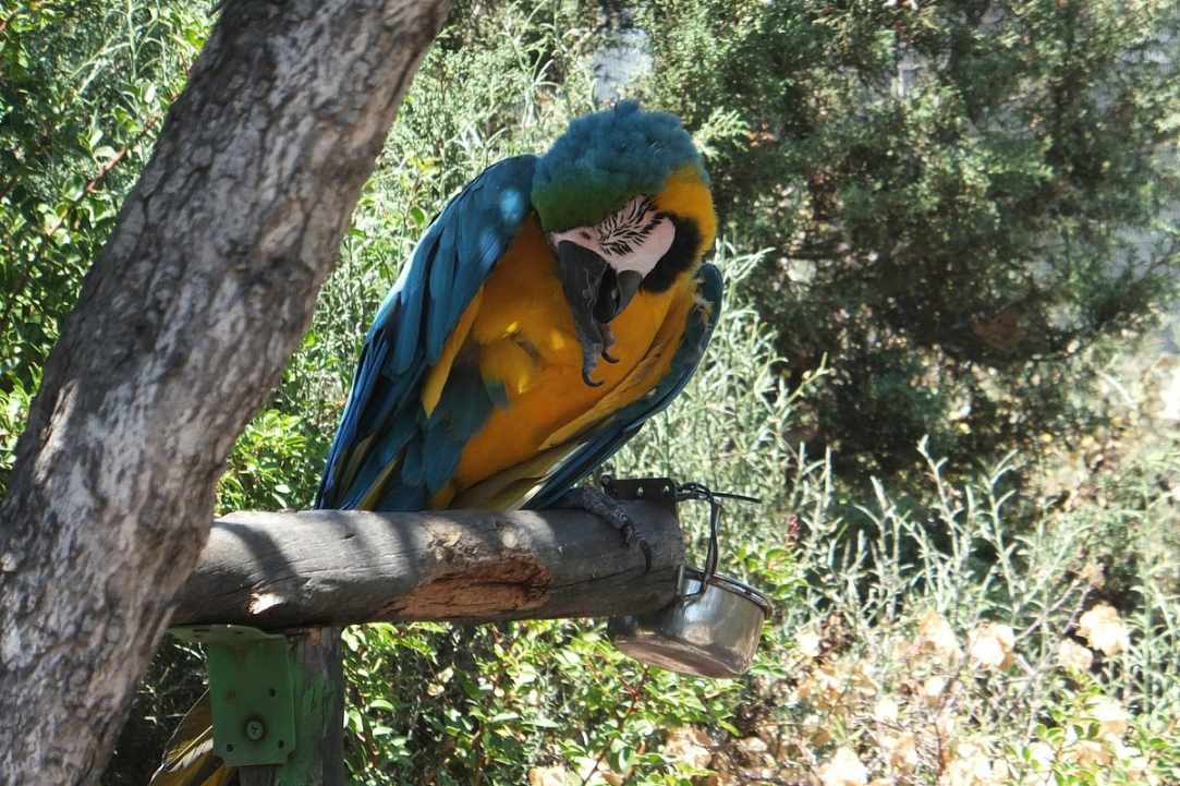 Pafos Zoo