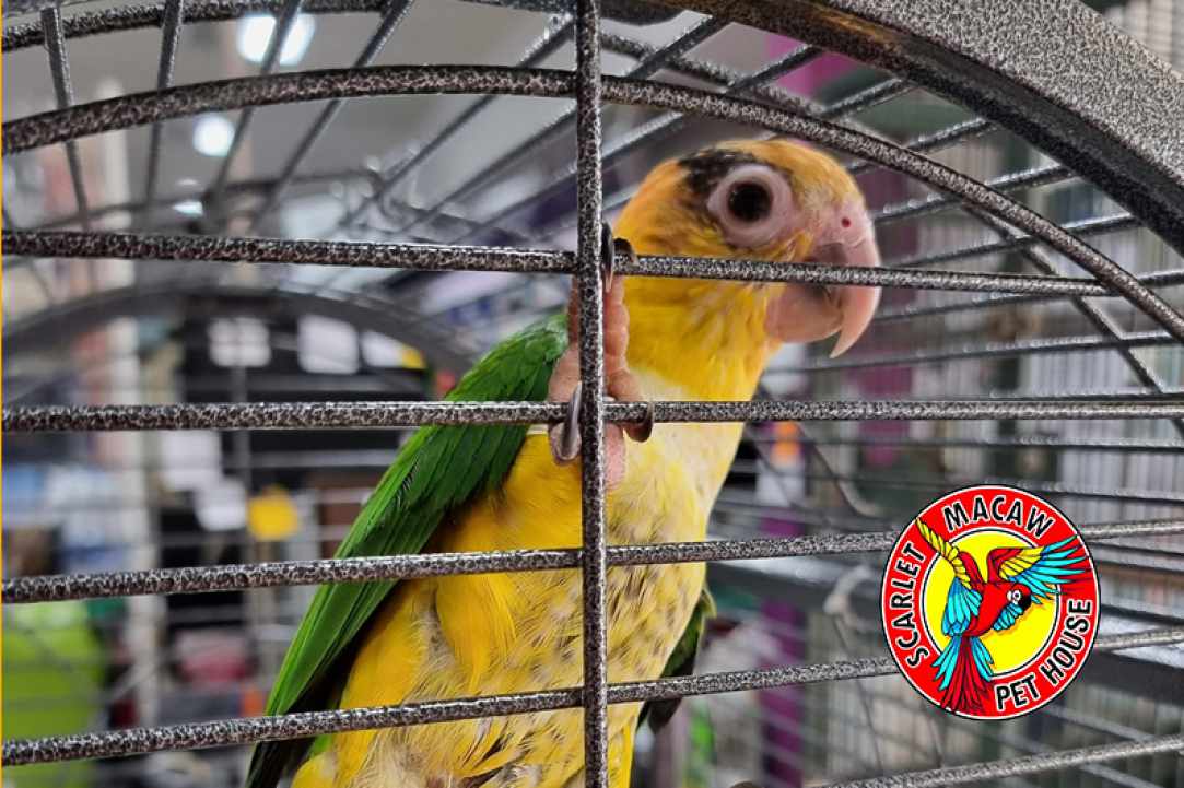 Scarlet Macaw Petshop