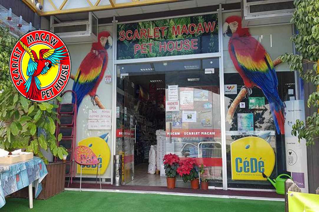 Scarlet Macaw Petshop