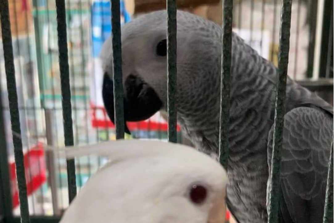 Scarlet Macaw Petshop