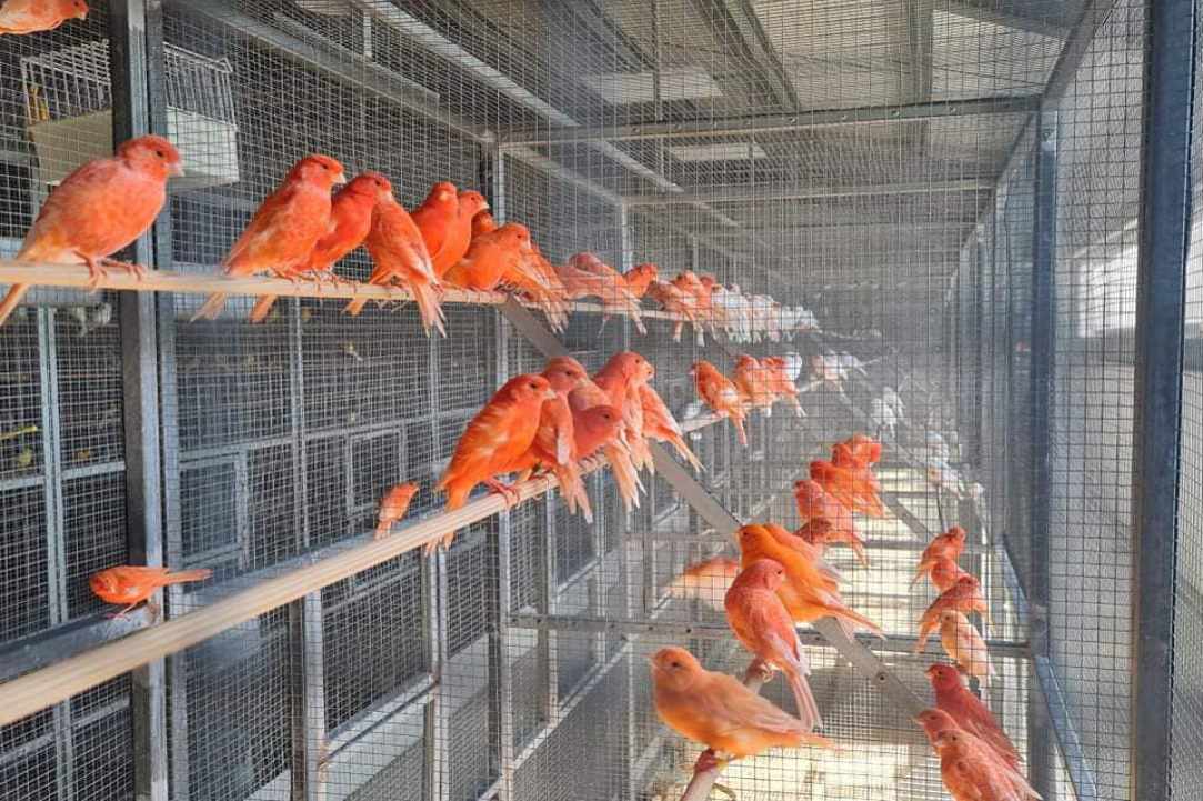 Scarlet Macaw Petshop gallery image 2