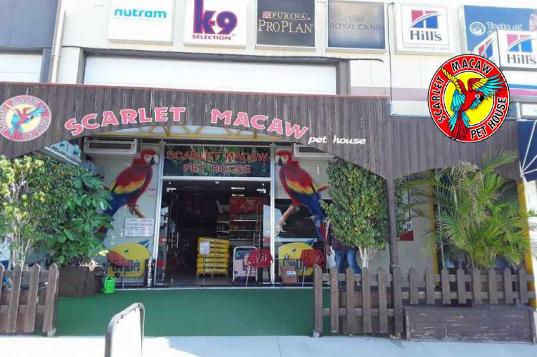 Scarlet Macaw Petshop gallery image 1
