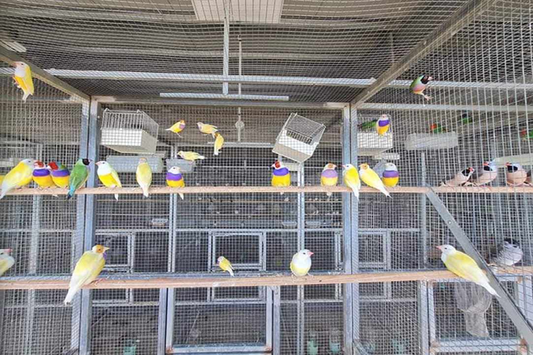 Scarlet Macaw Petshop