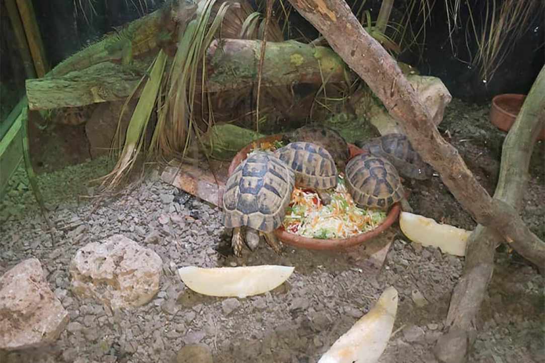 The Reptile Jungle