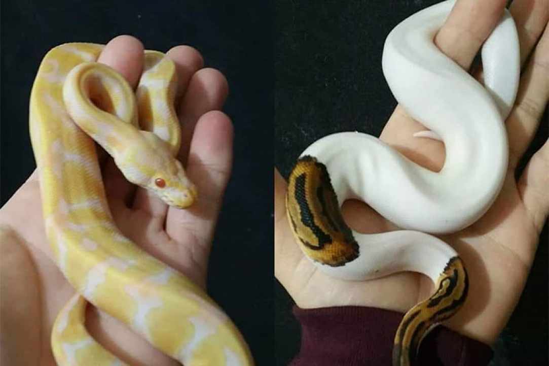 The Reptile Jungle