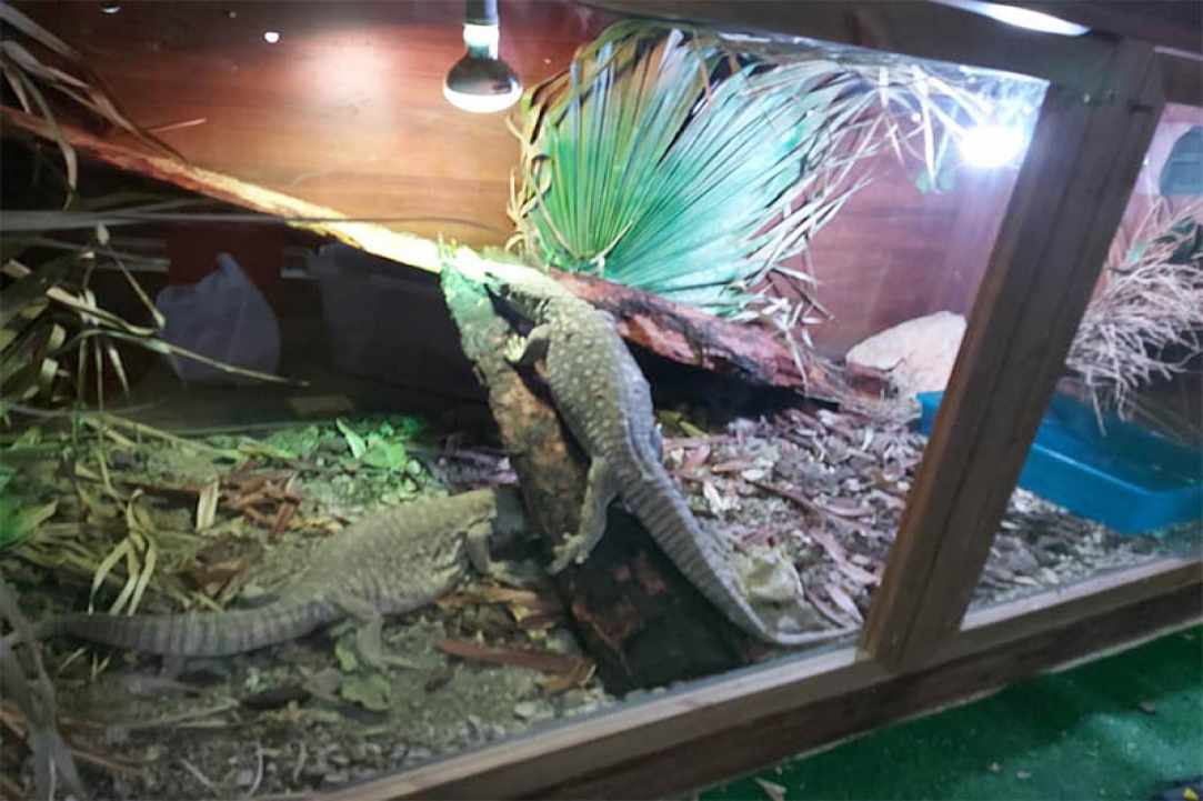 The Reptile Jungle