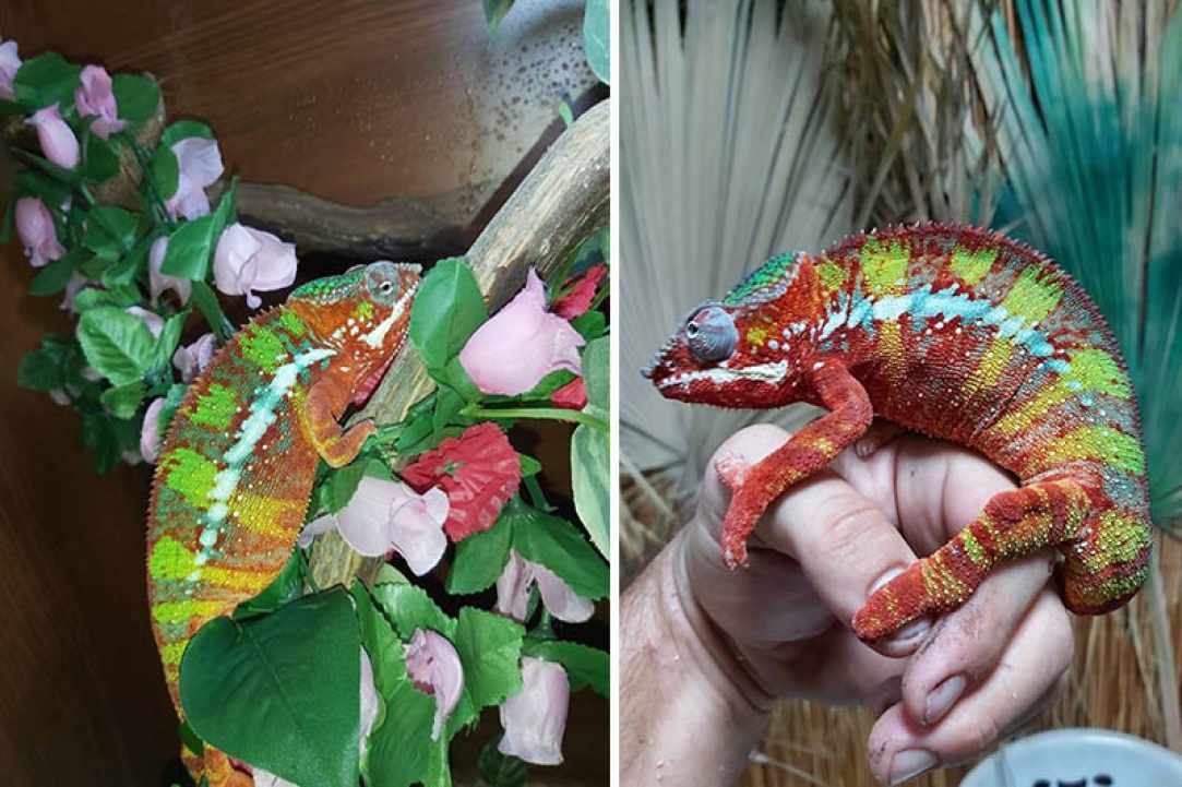 The Reptile Jungle