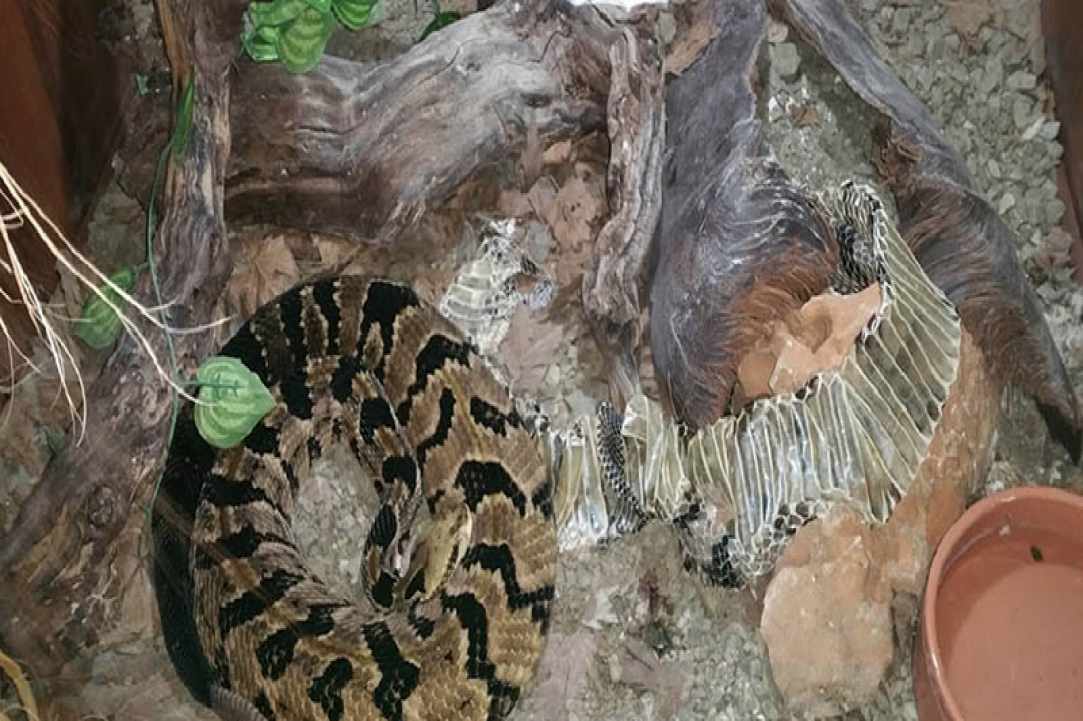 The Reptile Jungle