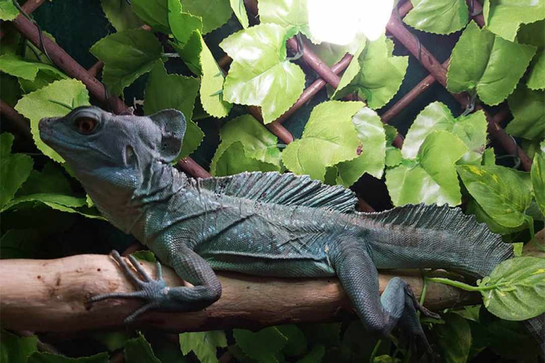 The Reptile Jungle