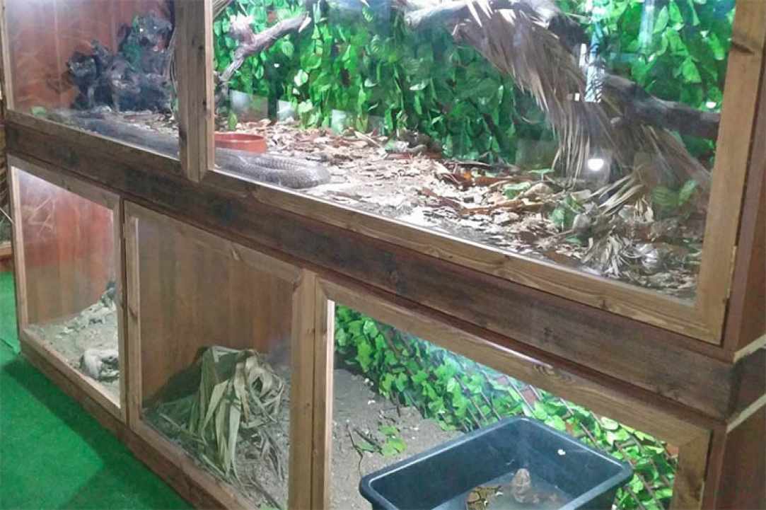 The Reptile Jungle
