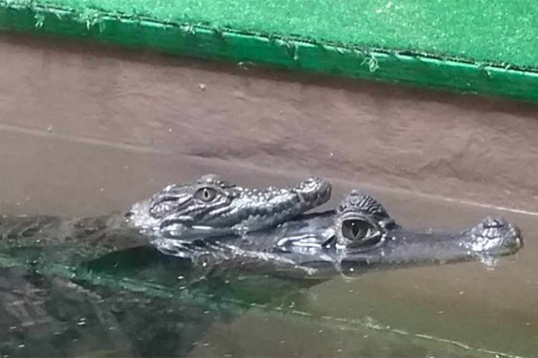 The Reptile Jungle