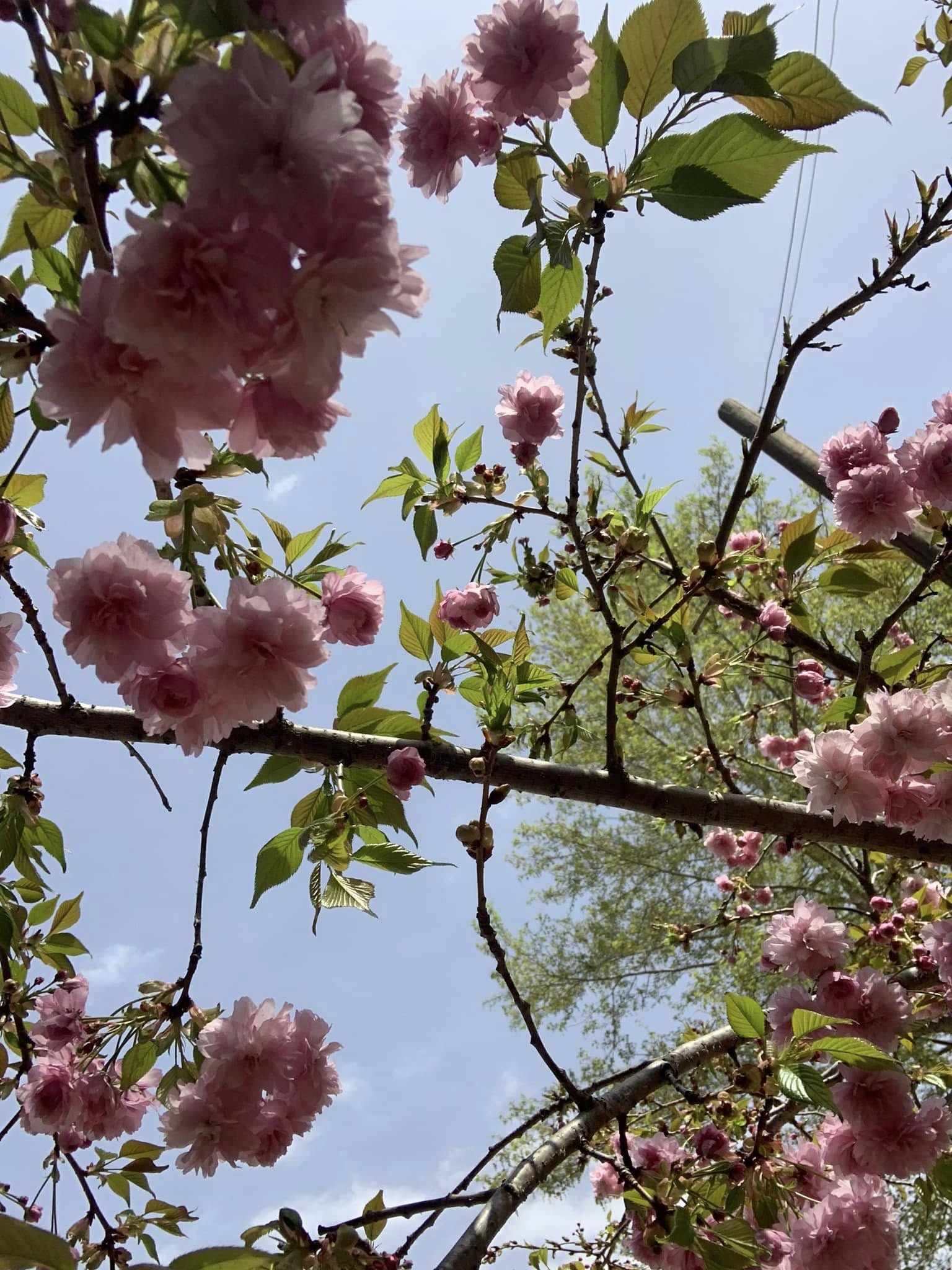 Η Μαγεία των Sakura επιστρέφει στον Κάμπο!