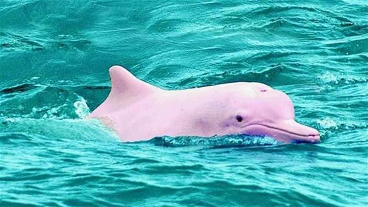 Τα Ροζ Δελφίνια ή Δελφίνια του Αμαζονίου