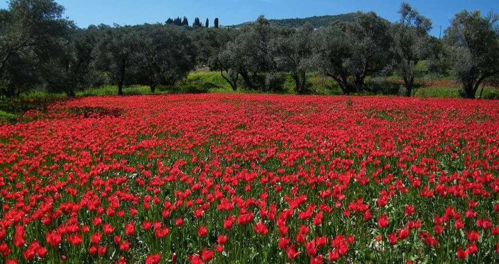 Δωρεάν λουκουμάδες και κρασί στο Φεστιβάλ Τουλίπας, στο χωριό