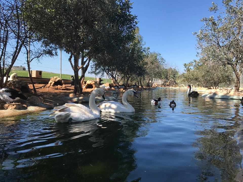 "Melios" strong passion and love for birds & animals