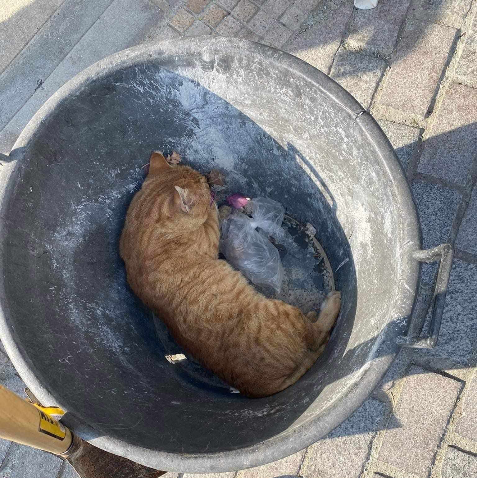 Τι σας έφταιξαν τα ζωάκια ρε άχρηστοι;