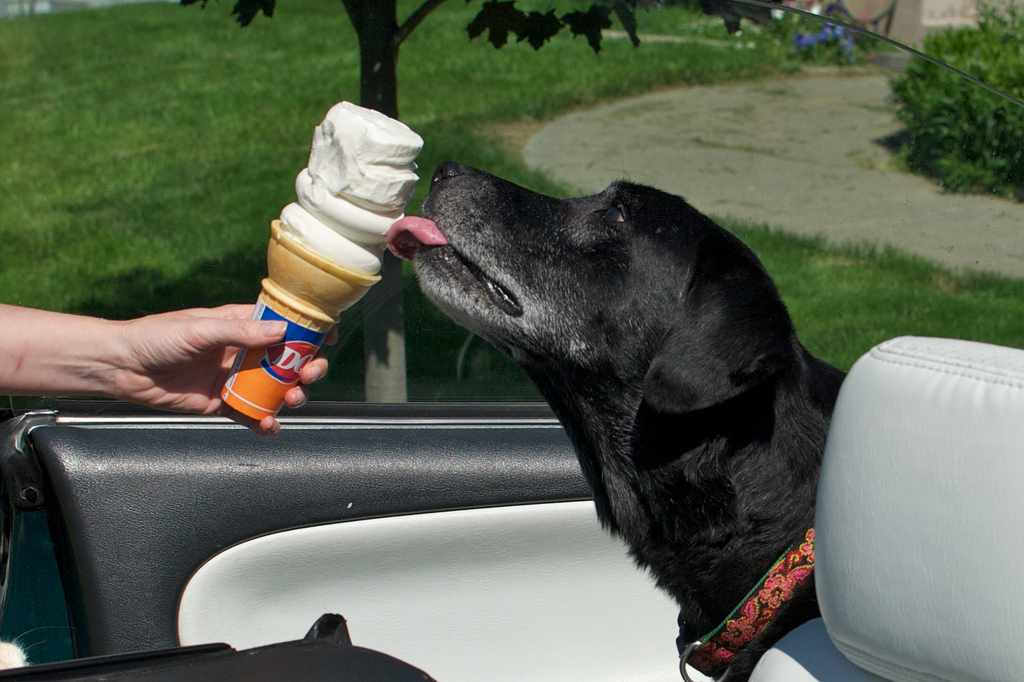 Delicious Cypriot ice cream suitable for dogs