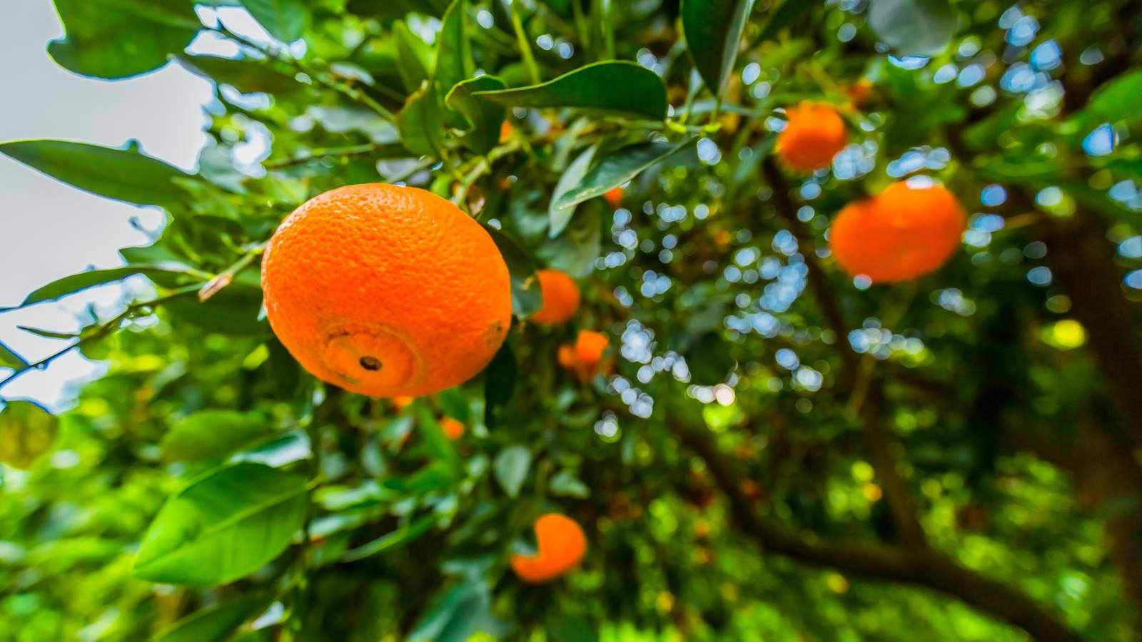 6th Dierona Mandarin Festival 2026