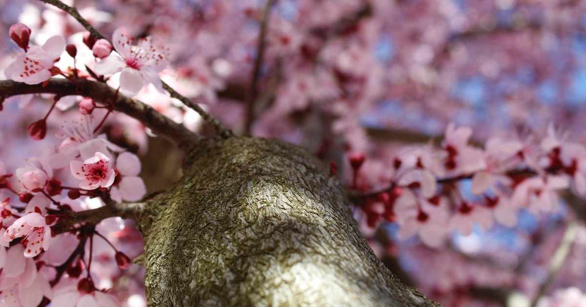 5η Γιορτή ανθισμένης αμυγδαλιάς στη Γιόλου